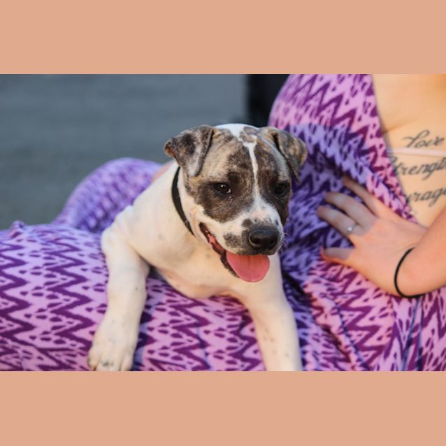 Photo of Splash Great With Cats, Dogs, You Nameit!!