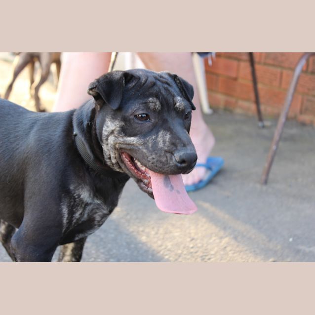 Photo of Trinity! Puppy Great With Cats Dogs U Name It!!