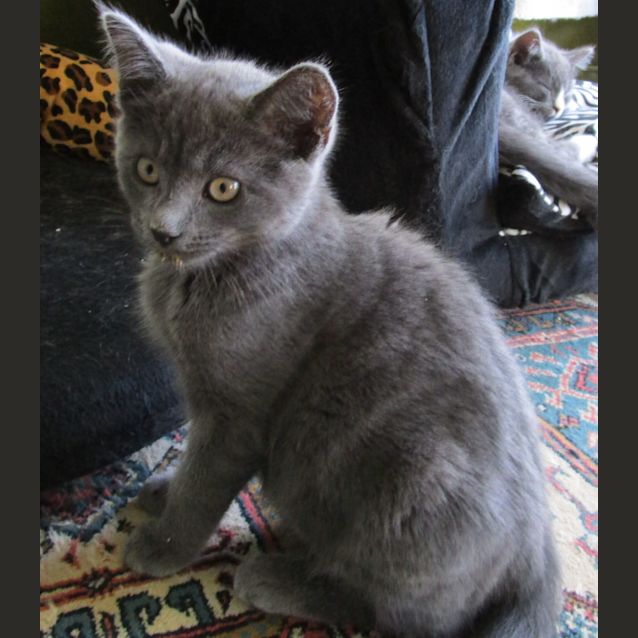 Photo of Rex
