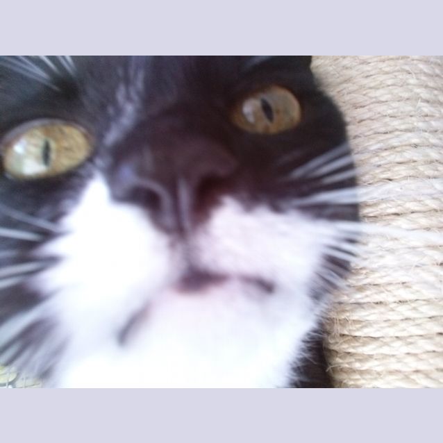 Photo of Millie