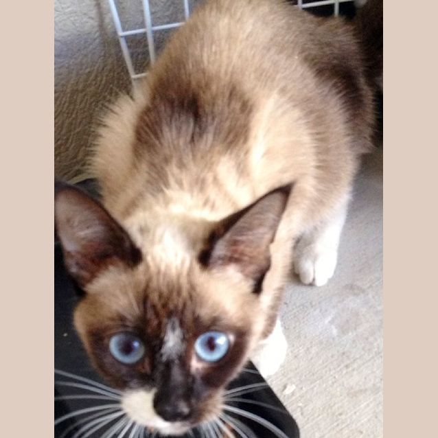 Photo of Twinkles