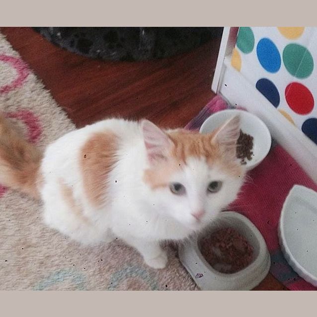 Photo of "Sir William" Purrfect Match
