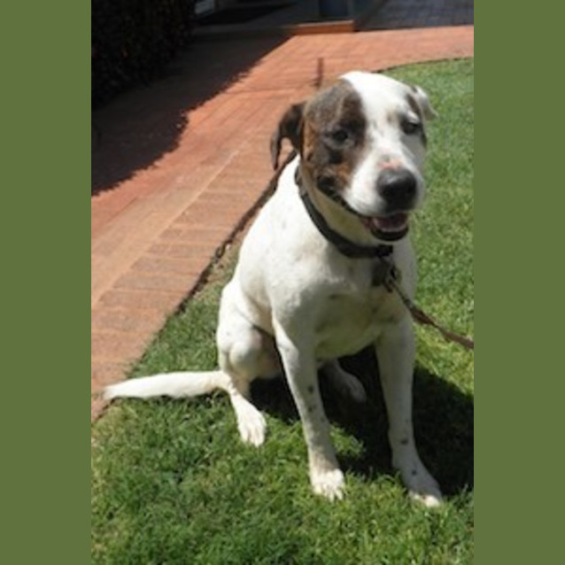 Photo of Dave (Be D13435)