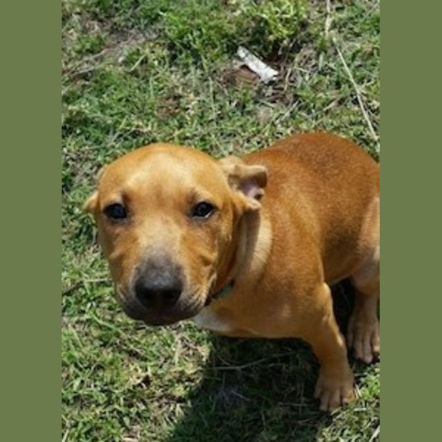 Photo of Chili (Be D19624) *Adopted*