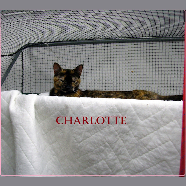 Photo of Charlotte