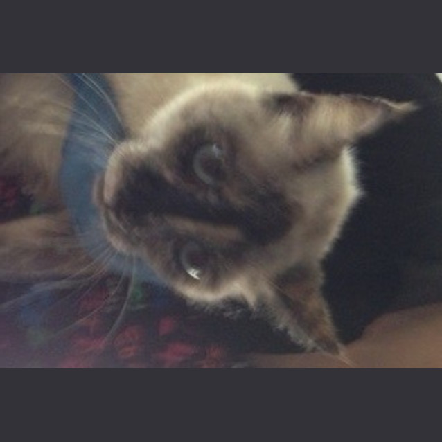 Photo of Abracadabra