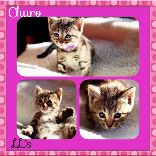 Photo of Churo