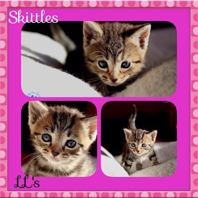Photo of Skittles