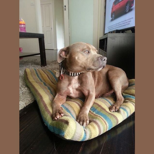 Photo of Rocco