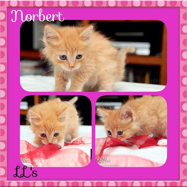 Photo of Norbert 