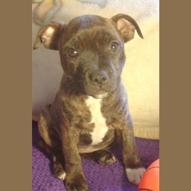 Photo of Clover ~ Rehomed 25/10/14