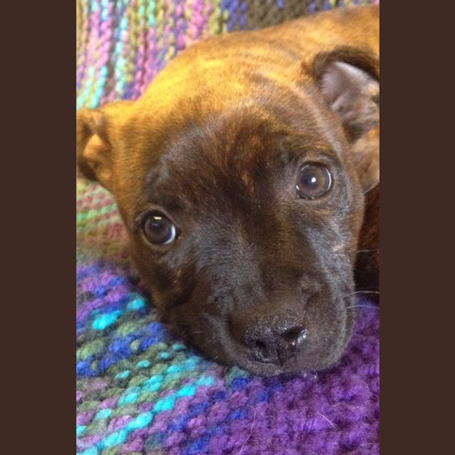 Photo of Clover ~ Rehomed 25/10/14