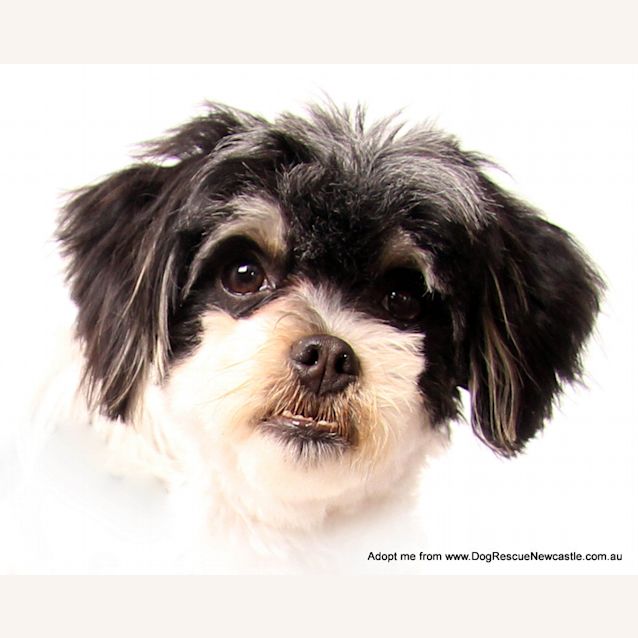 Photo of Opie ~ Shih Tzu X (On Trial 18/10/14)