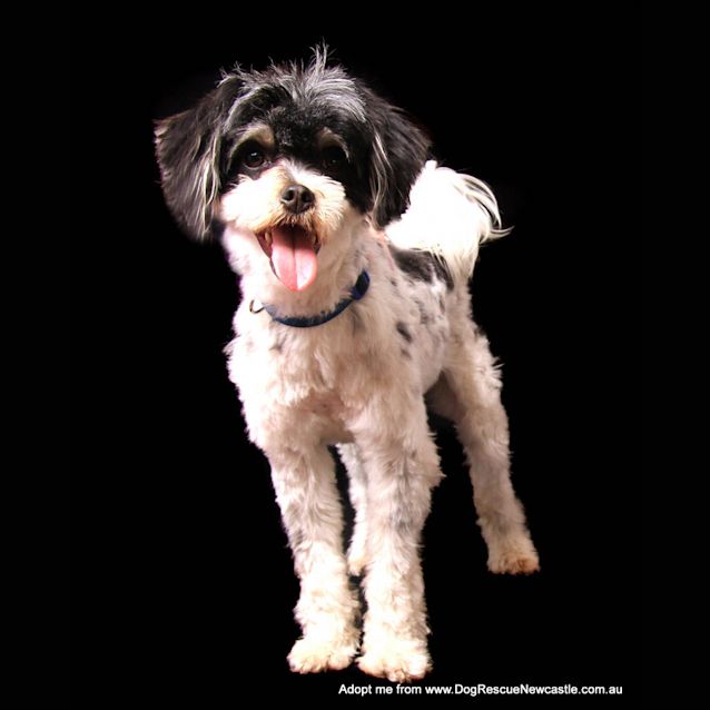 Photo of Opie ~ Shih Tzu X (On Trial 18/10/14)