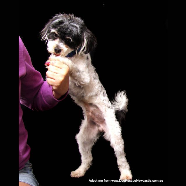 Photo of Opie ~ Shih Tzu X (On Trial 18/10/14)