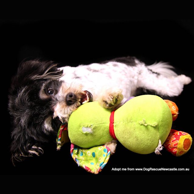 Photo of Opie ~ Shih Tzu X (On Trial 18/10/14)