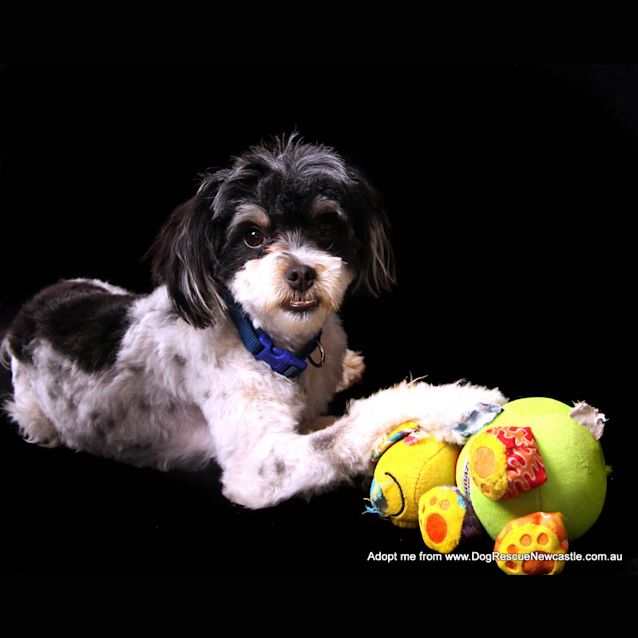 Photo of Opie ~ Shih Tzu X (On Trial 18/10/14)