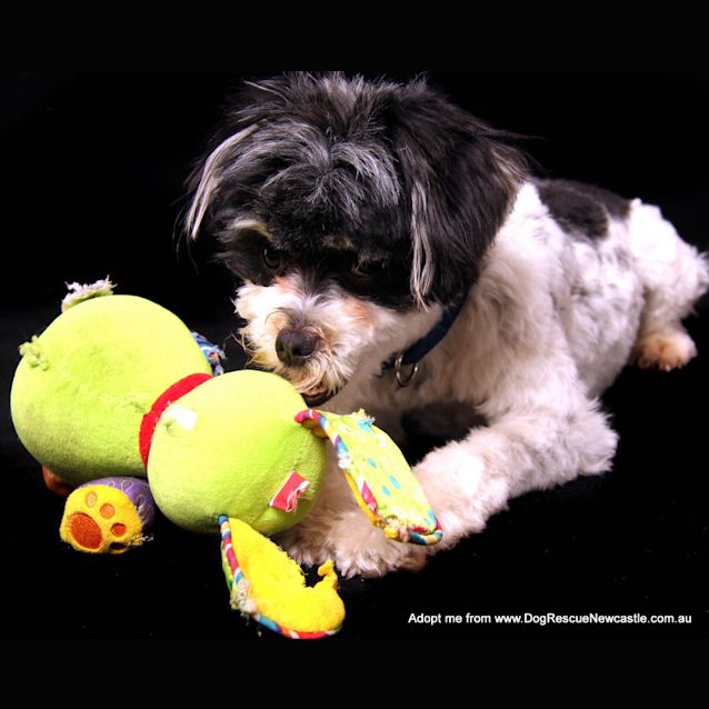 Photo of Opie ~ Shih Tzu X (On Trial 18/10/14)