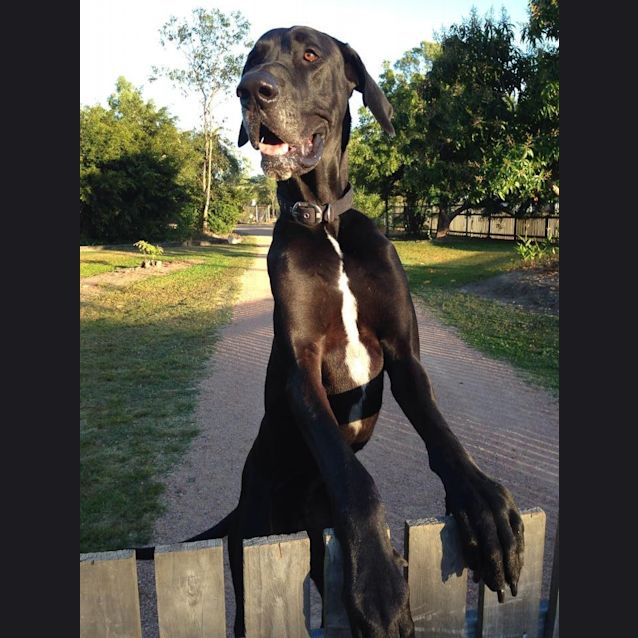 Photo of Marley