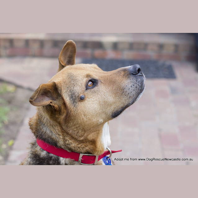 Photo of Ralph (Medical Hold)~ German Shepherd X