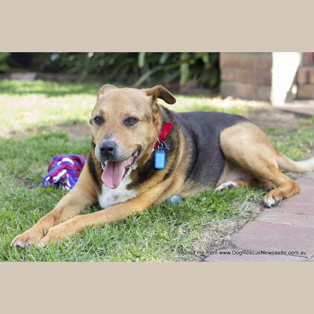 Photo of Ralph (Medical Hold)~ German Shepherd X