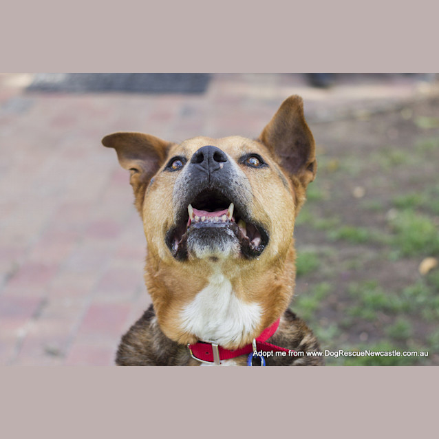Photo of Ralph (Medical Hold)~ German Shepherd X