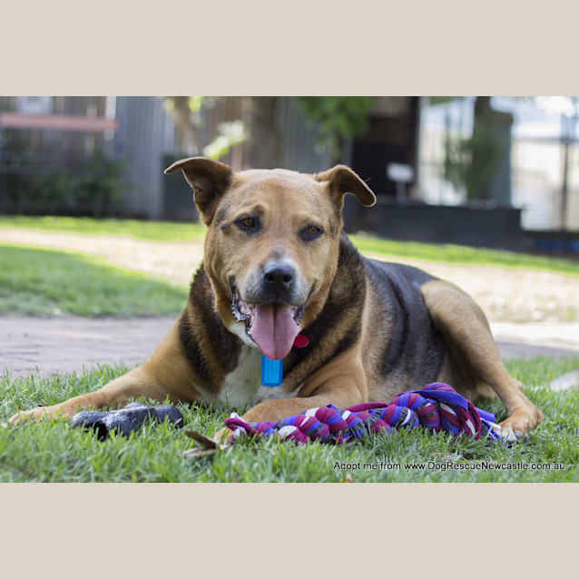 Photo of Ralph (Medical Hold)~ German Shepherd X