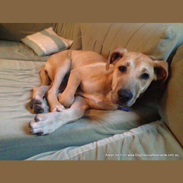 Photo of Daisy ~ Ridgeback X (On Trial 15/10/14)