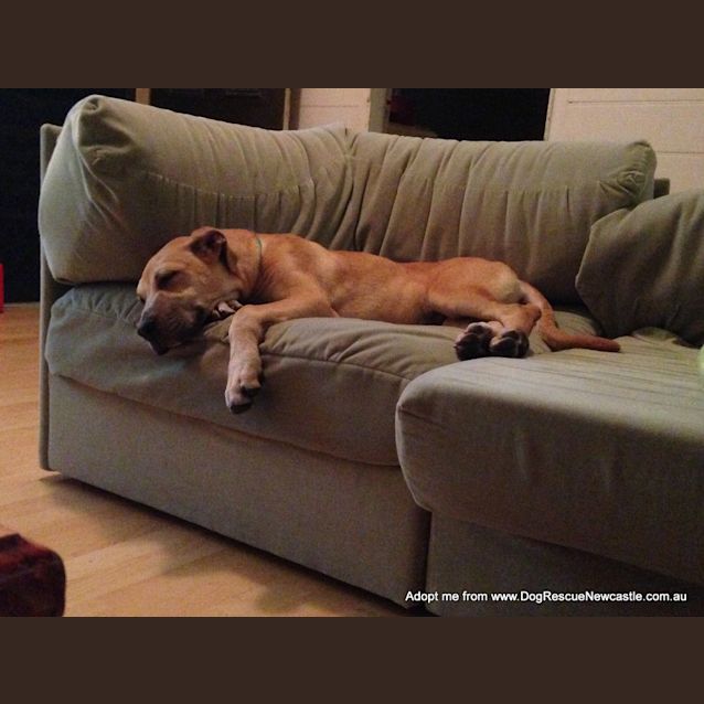 Photo of Daisy ~ Ridgeback X (On Trial 15/10/14)