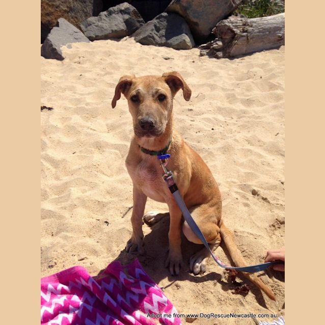 Photo of Daisy ~ Ridgeback X (On Trial 15/10/14)