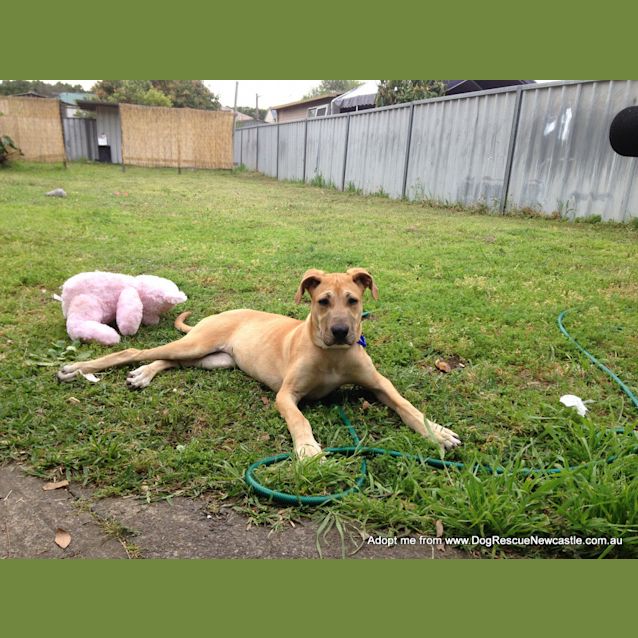 Photo of Daisy ~ Ridgeback X (On Trial 15/10/14)