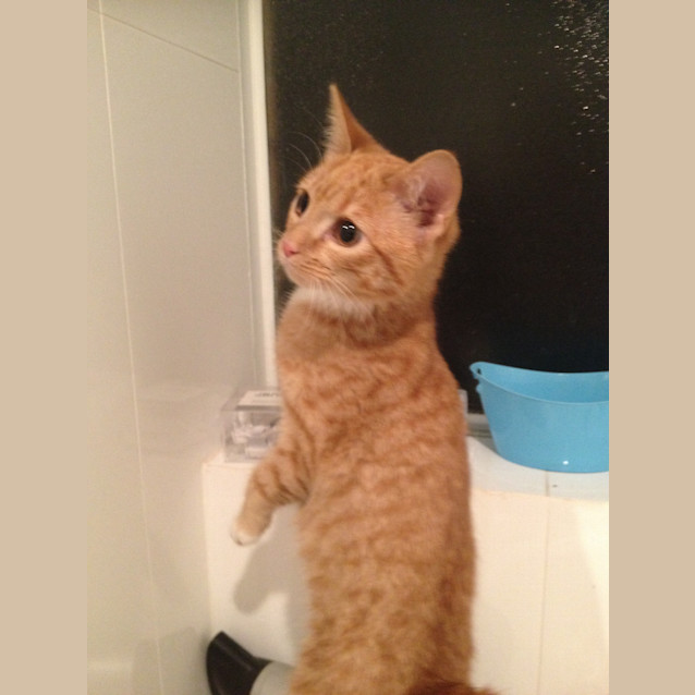 Photo of Ginger