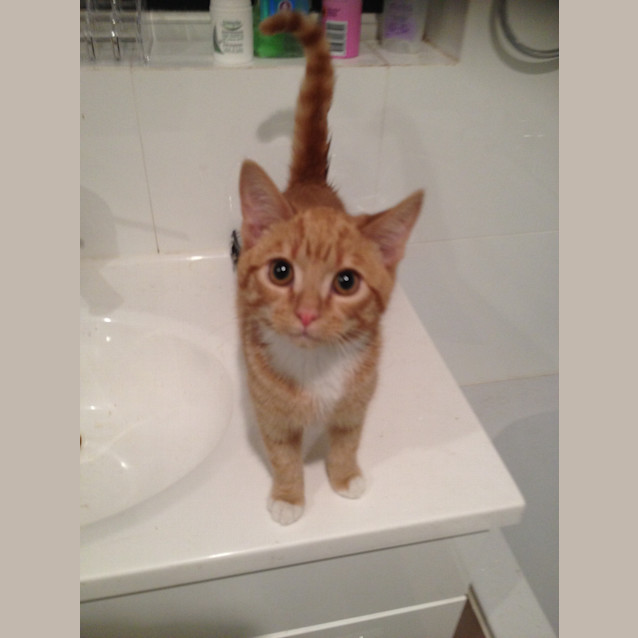 Photo of Ginger