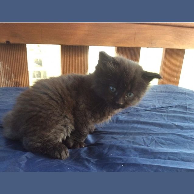 Photo of Oscar