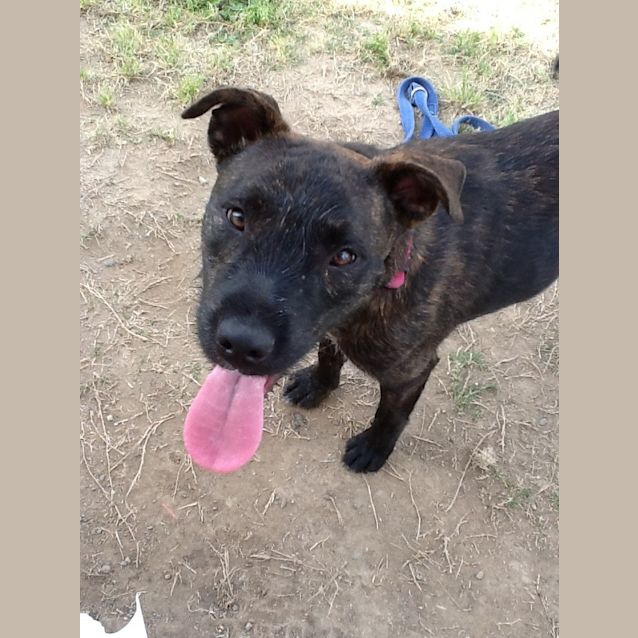 Shop irish wolfhound x staffy Online Sale