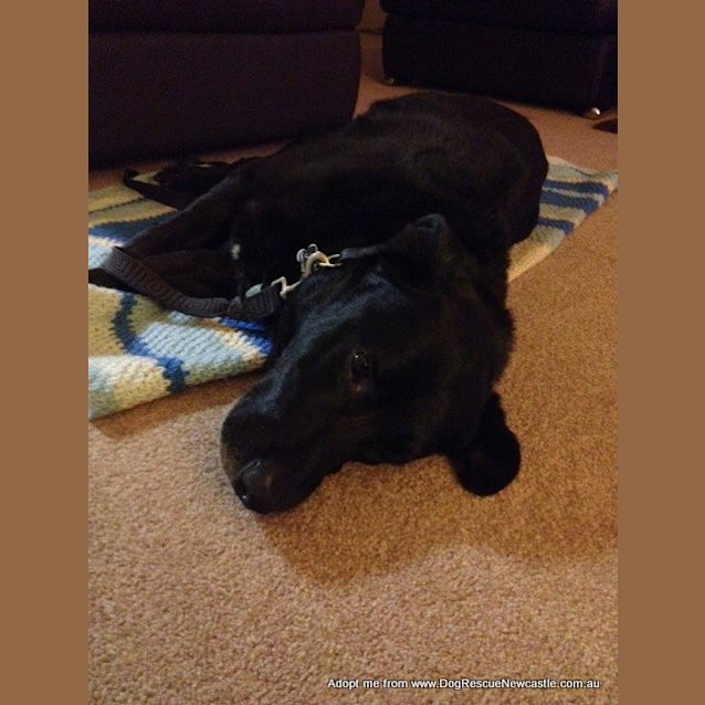 Photo of Albert <Behavioural Hold> ~ Labrador ~ Only $200