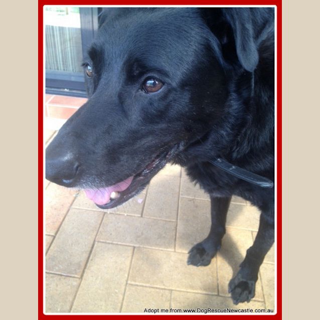 Photo of Albert <Behavioural Hold> ~ Labrador ~ Only $200