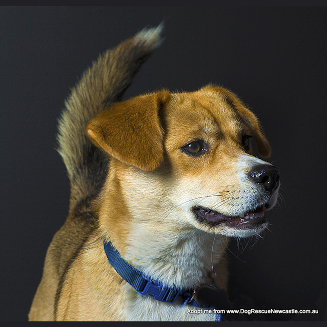 Photo of Roxy (On Trial 25/10/14)~ Beagle X Husky