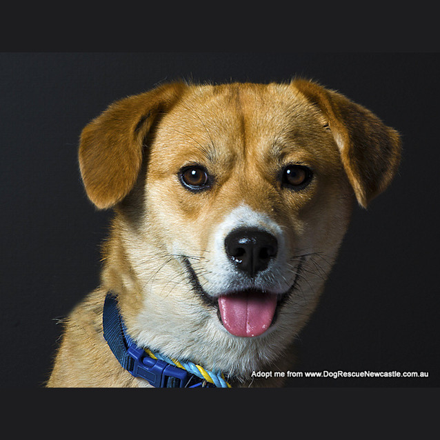Photo of Roxy (On Trial 25/10/14)~ Beagle X Husky