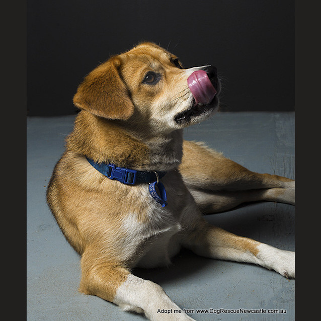 Photo of Roxy (On Trial 25/10/14)~ Beagle X Husky