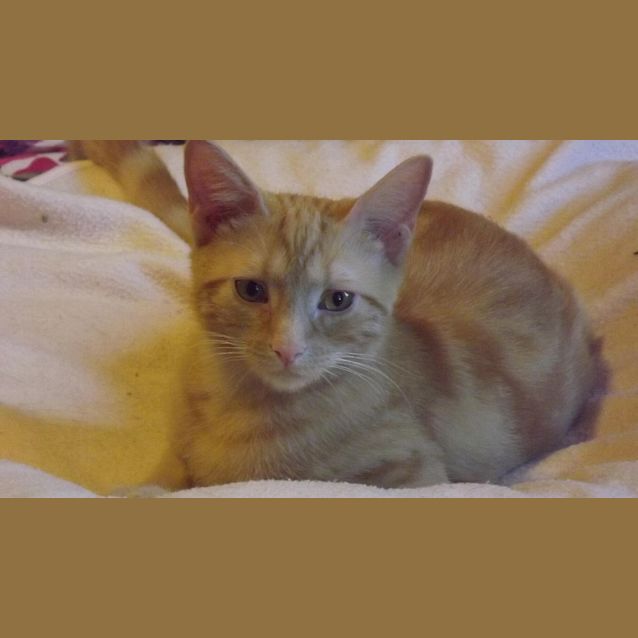 Photo of Dolly