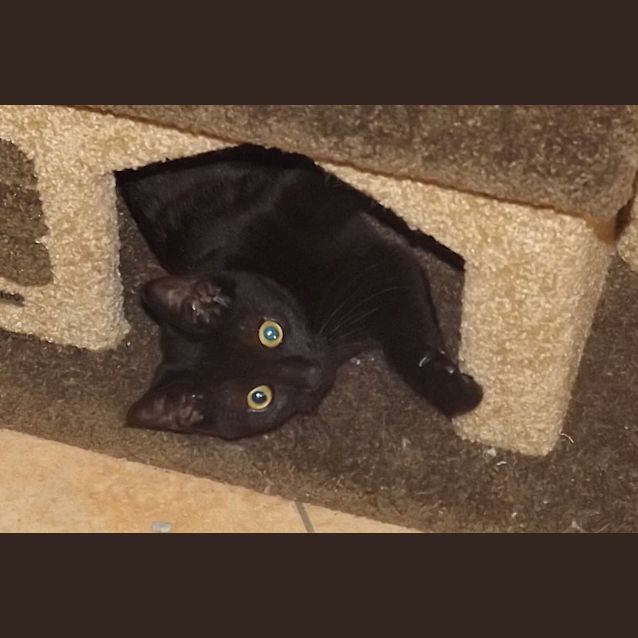 Photo of Felix