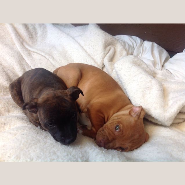 Photo of Lily Arna ~ Rehomed 29/10/14