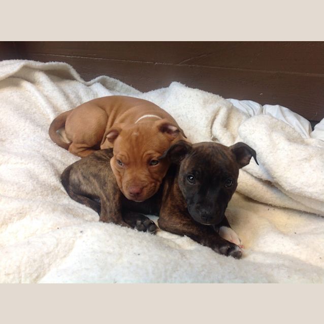 Photo of Lily Arna ~ Rehomed 29/10/14