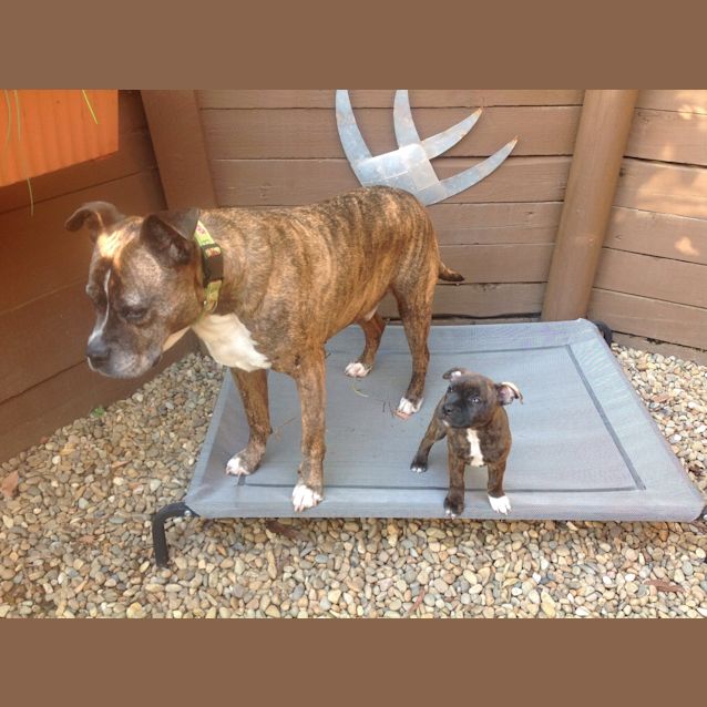 Photo of Clover ~ Rehomed 25/10/14