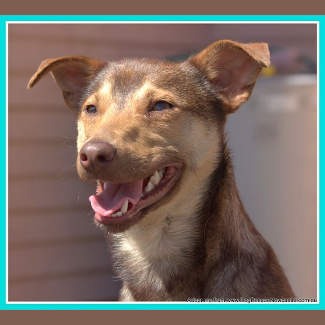 Photo of Odie (On Hold 2/11/14)~ Kelpie X Chihuahua