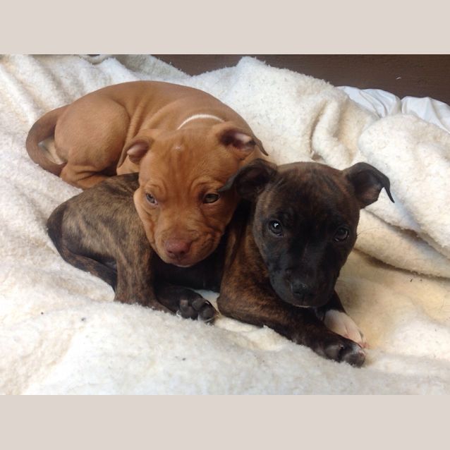 Photo of Clover ~ Rehomed 25/10/14