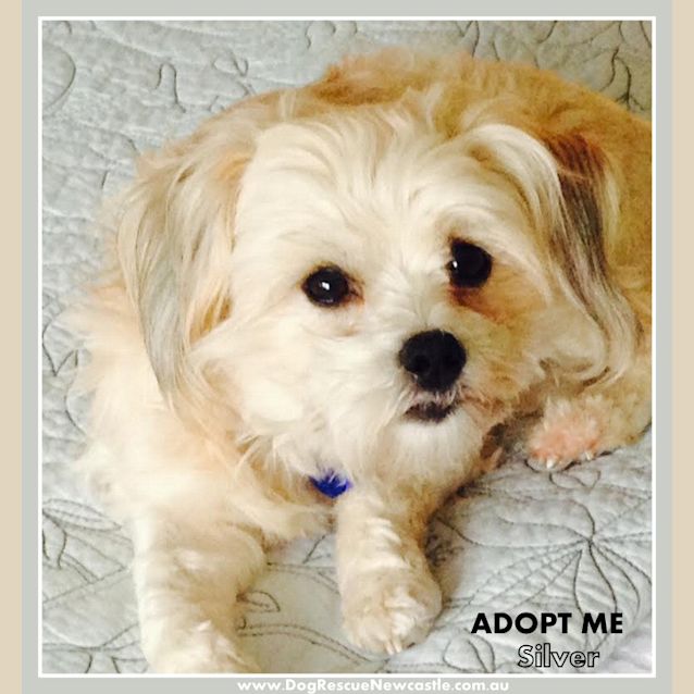 Photo of Silver (On Trial 25/10/14)  ~ Maltese X