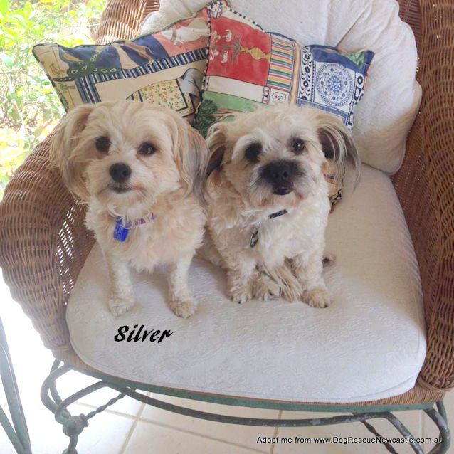 Photo of Silver (On Trial 25/10/14)  ~ Maltese X