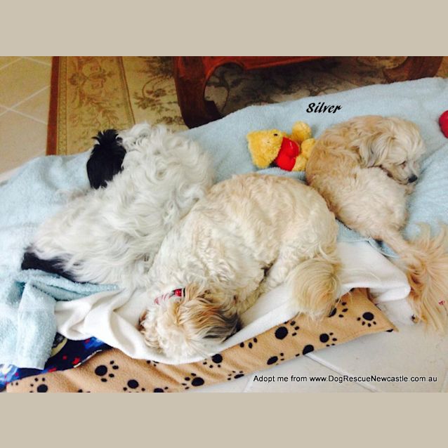 Photo of Silver (On Trial 25/10/14)  ~ Maltese X